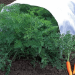 American Nettings & Fabric @ The Garden Center Show - 