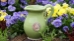 Botanical Collections @ The Garden Center Show - 
