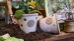 Botanical Collections @ The Garden Center Show - 