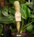 Mossify @ The Garden Center Show - 