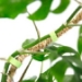 Mossify @ The Garden Center Show - 